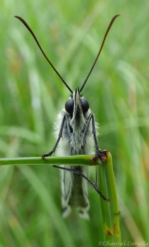 Face a face avec le papillon demi deuil .JPG