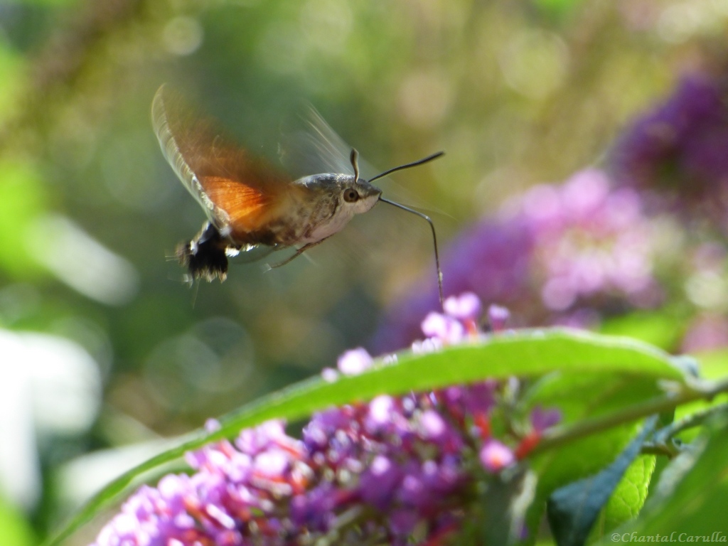 Papillon  Moro sphinx en action   .JPG