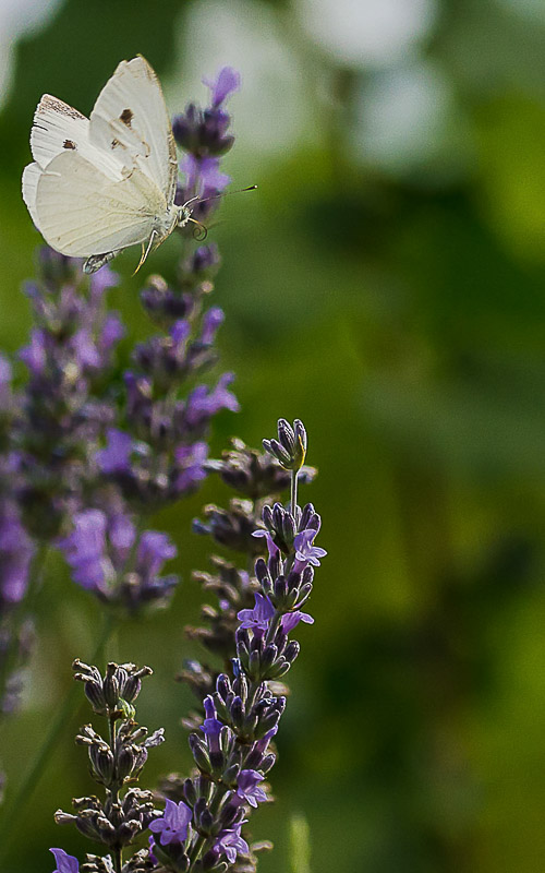 Piéride femelle - De fleurs en fleurs.jpg