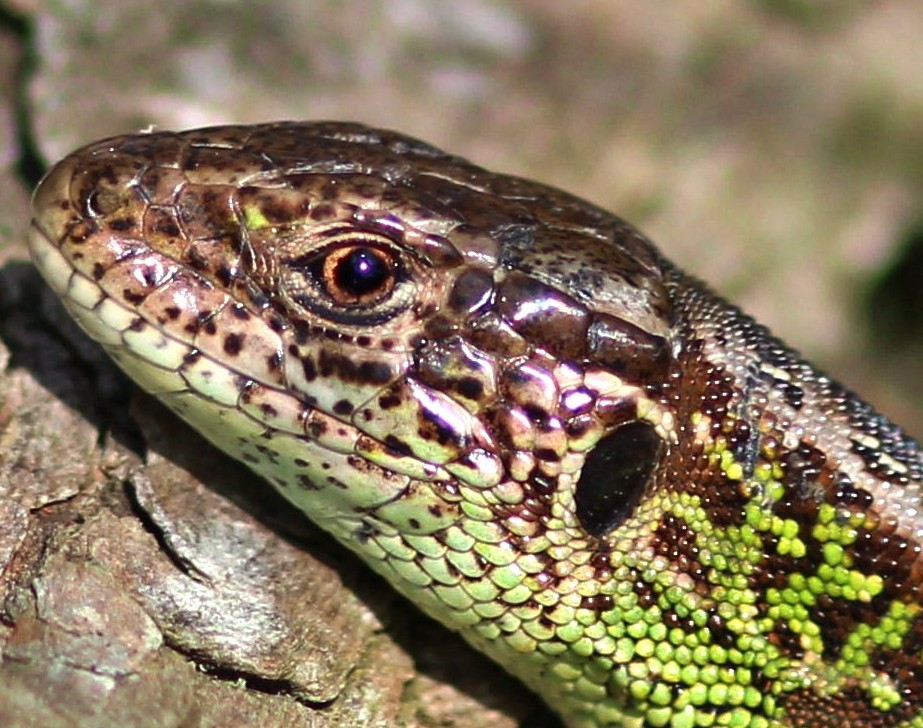 Lézard Cessières 1.jpg