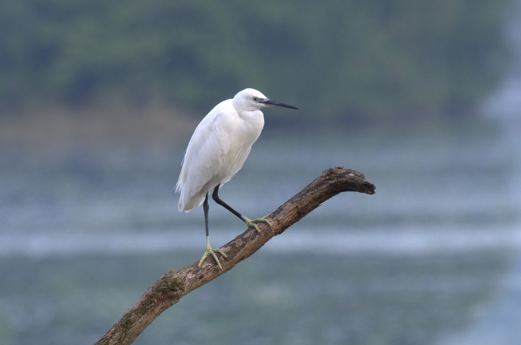 Aigrette.jpg