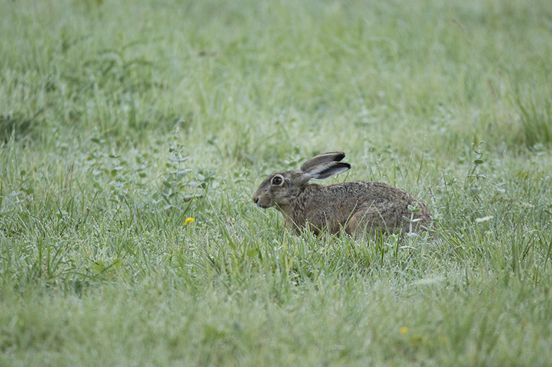 Dans l'herbe mouillée.jpg