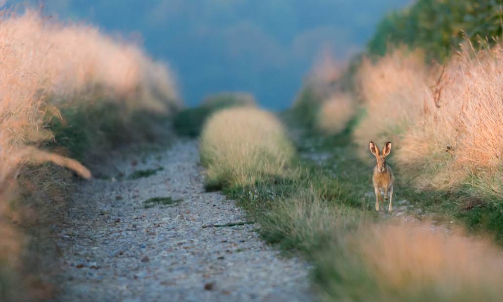 Lièvre d'Europe (Lepus europaeus)-2.jpg