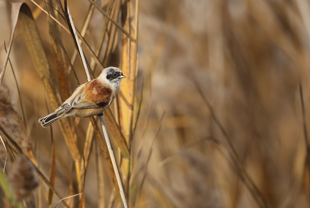 Remiz penduline 2016-11 Camargue -5.JPG