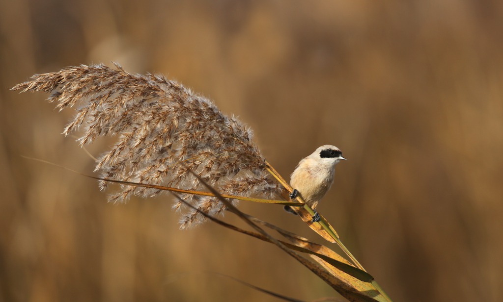 Remiz penduline 2016-11 Camargue.JPG