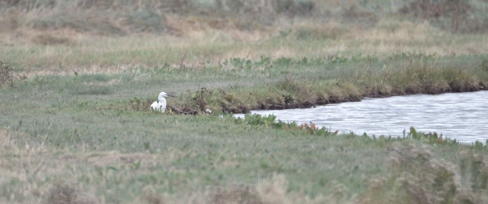 Baie de Somme_0003.jpg