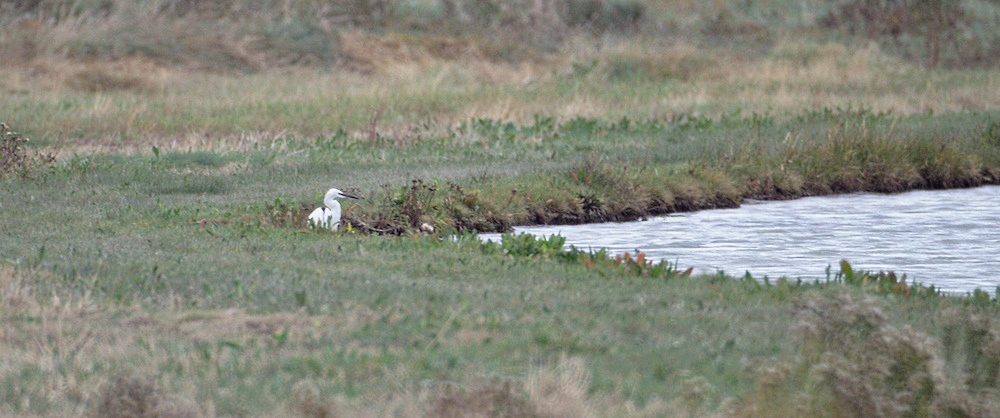 Baie de Somme_0003.jpg