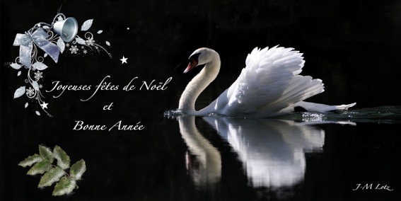 Cygne noel.jpeg