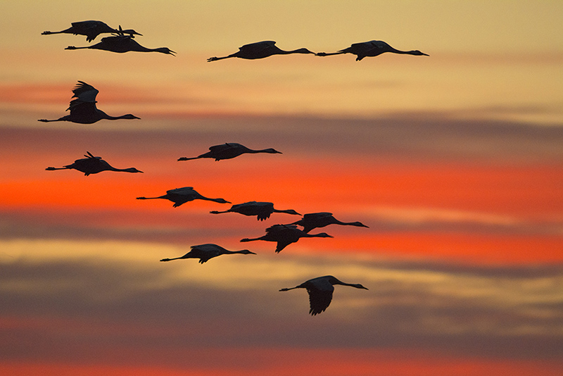 01-Grues cendrées.jpg