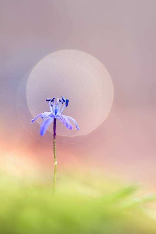 2016scilla bifolia#10IN.jpg