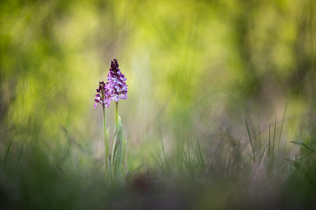 2016orchispourpre#1IN.jpg