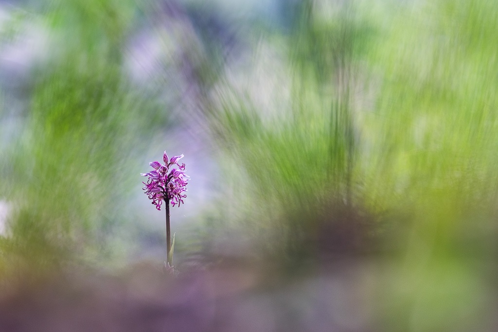 2016Orchis simia#2IN.jpg