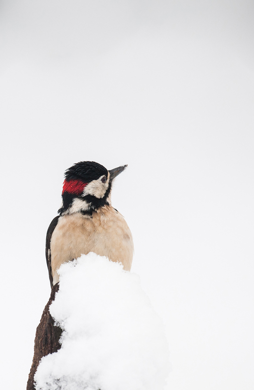 A la  neige.jpg