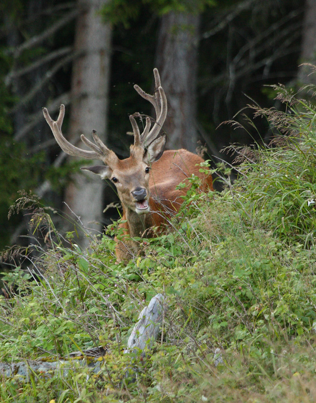 cerf-04.08.4.jpg