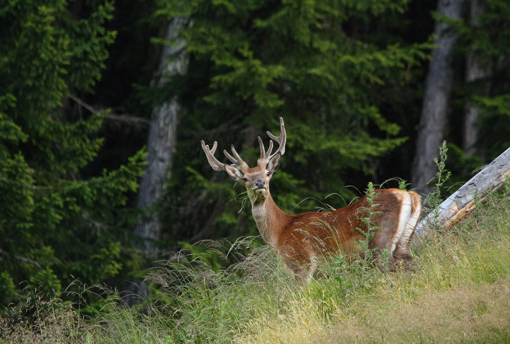 cerf-04.08.1.jpg