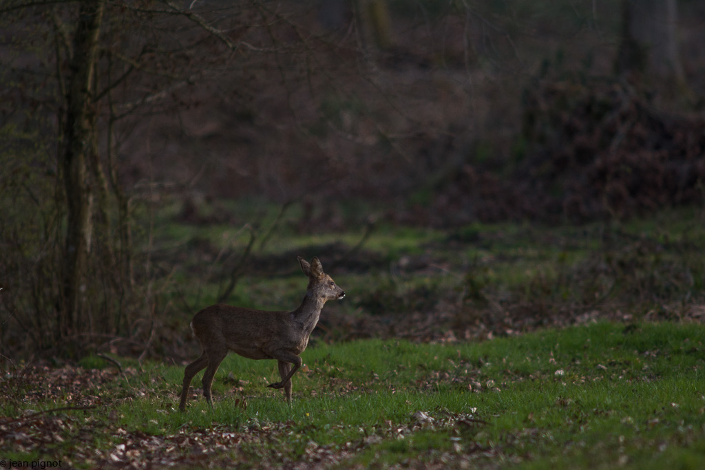 chevreuil d hivers-2.jpg