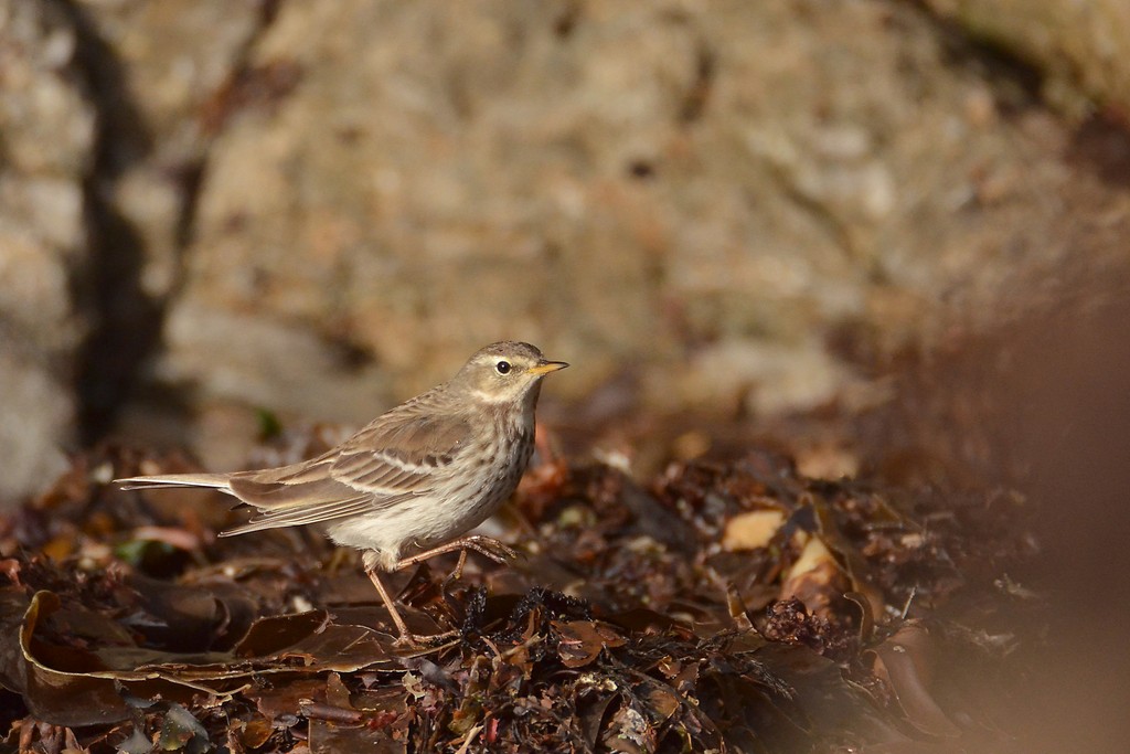 Pipit for1.jpg