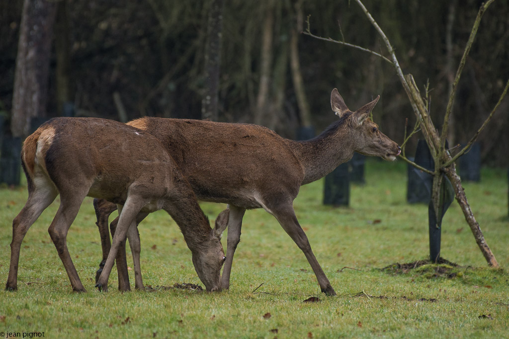 biche 2017-5.jpg