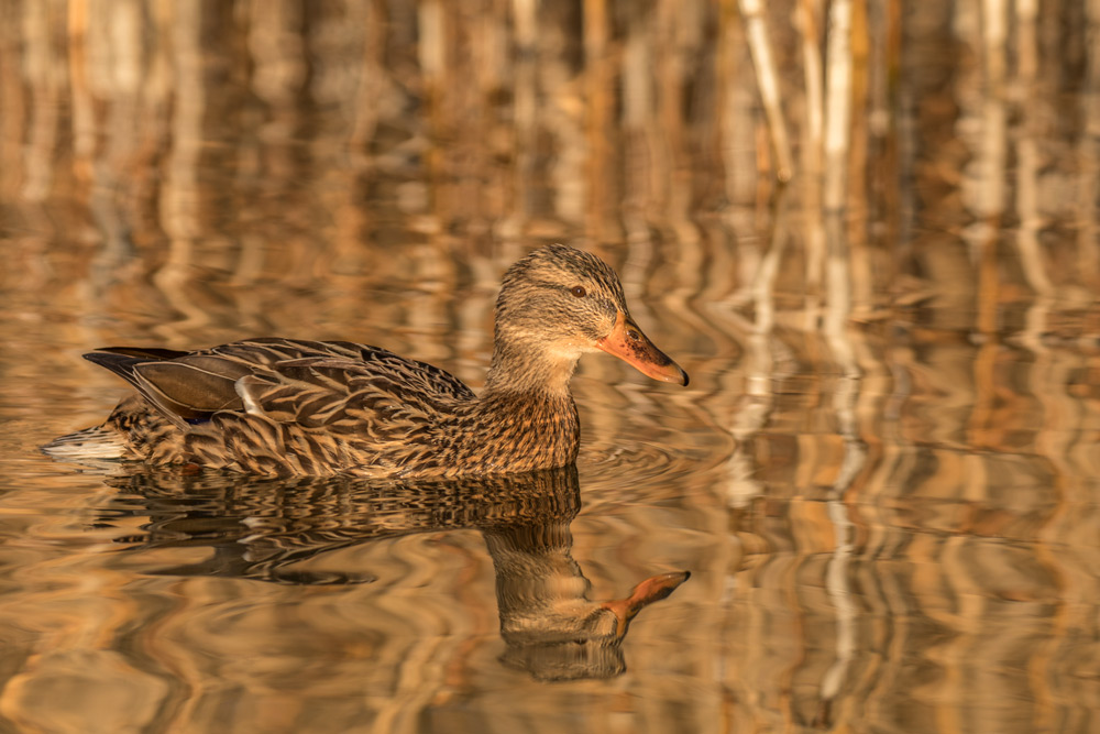 Colvert-femelle.jpg