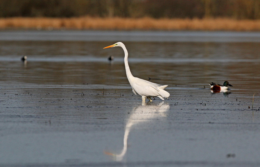 grande aigrette et compagnie_modifié-1.jpg