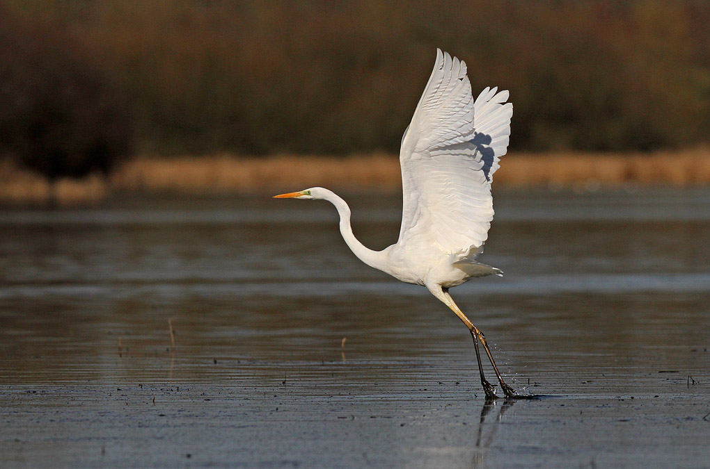 grande aigrette decollage_modifié-2.jpg