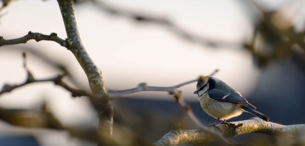 Mésange bleue.jpg