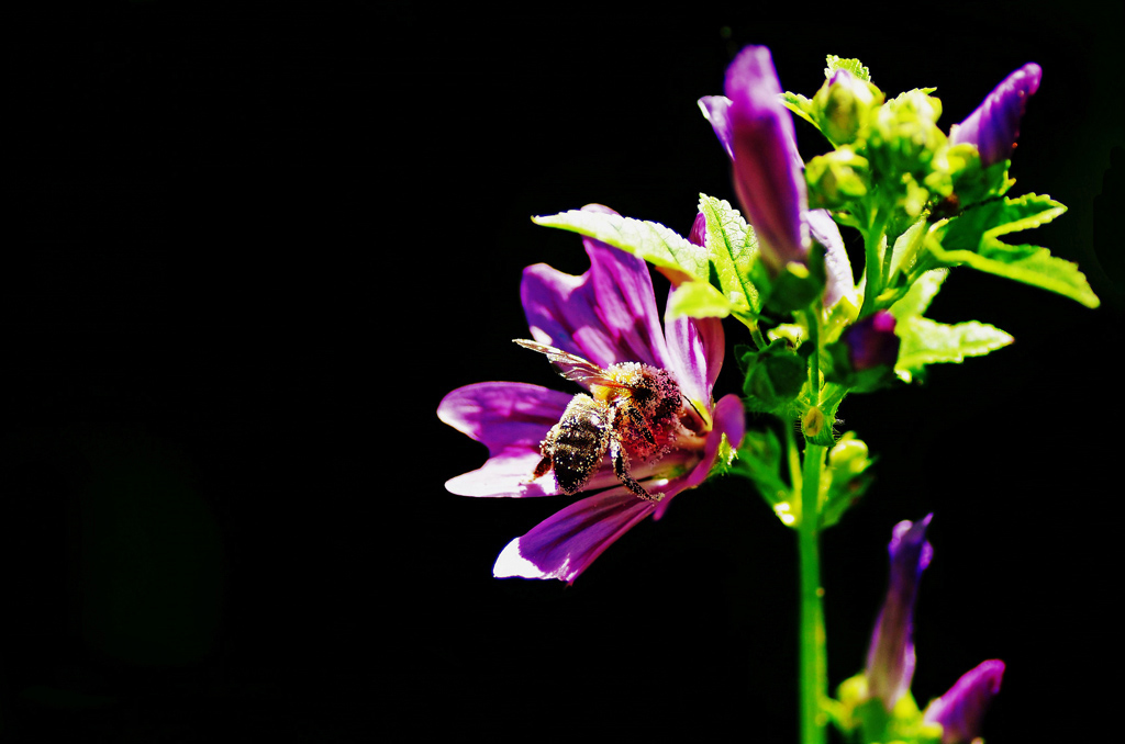 Abeille au pollen.jpg