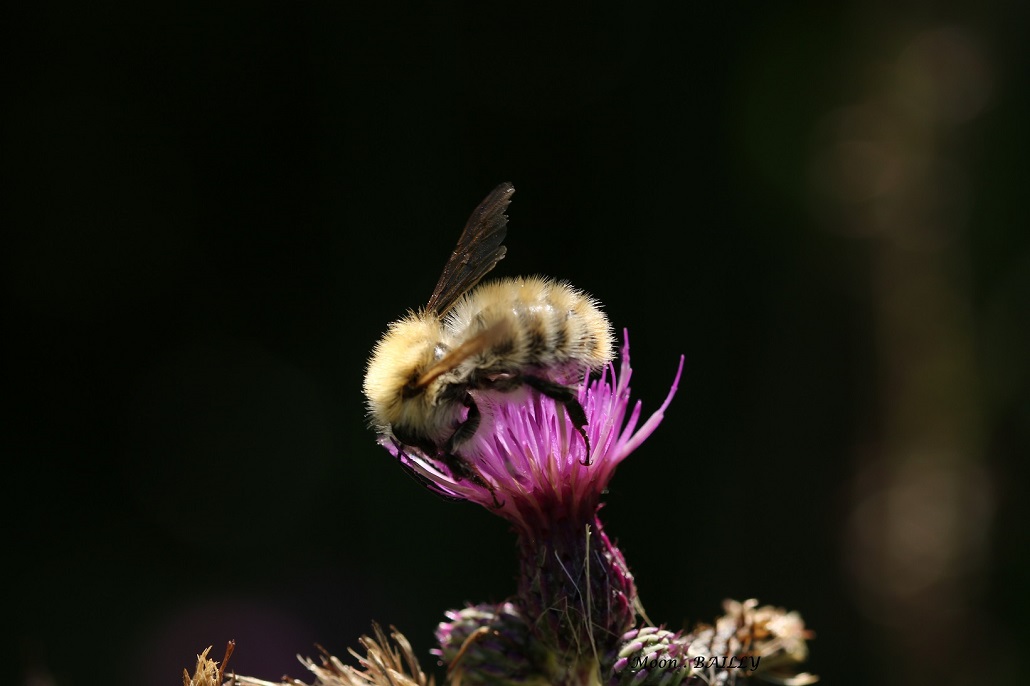 Abeille_1P4A4881.jpg