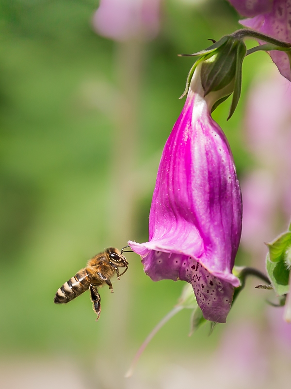 L'abeille et sa digitale.JPG