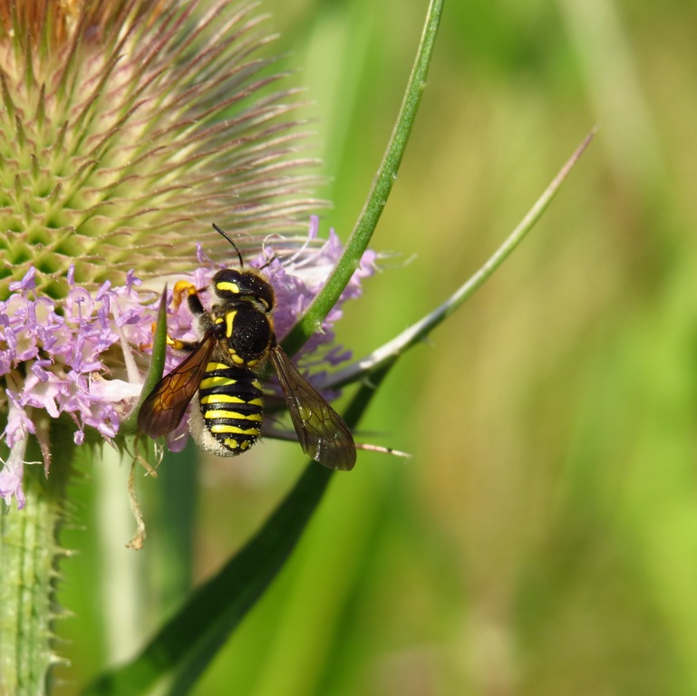 abeille cotonnière.jpg