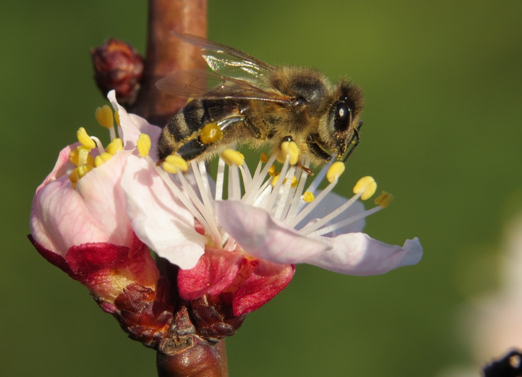 abeille-2.jpg