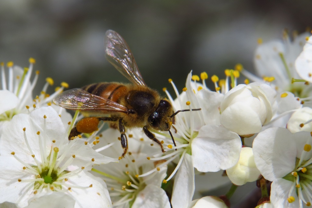 abeille-3.jpg