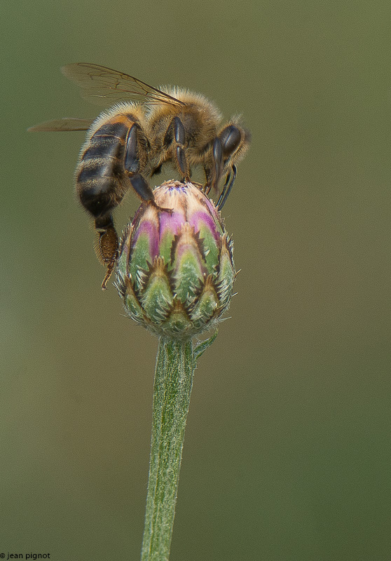 abeille concour.jpg