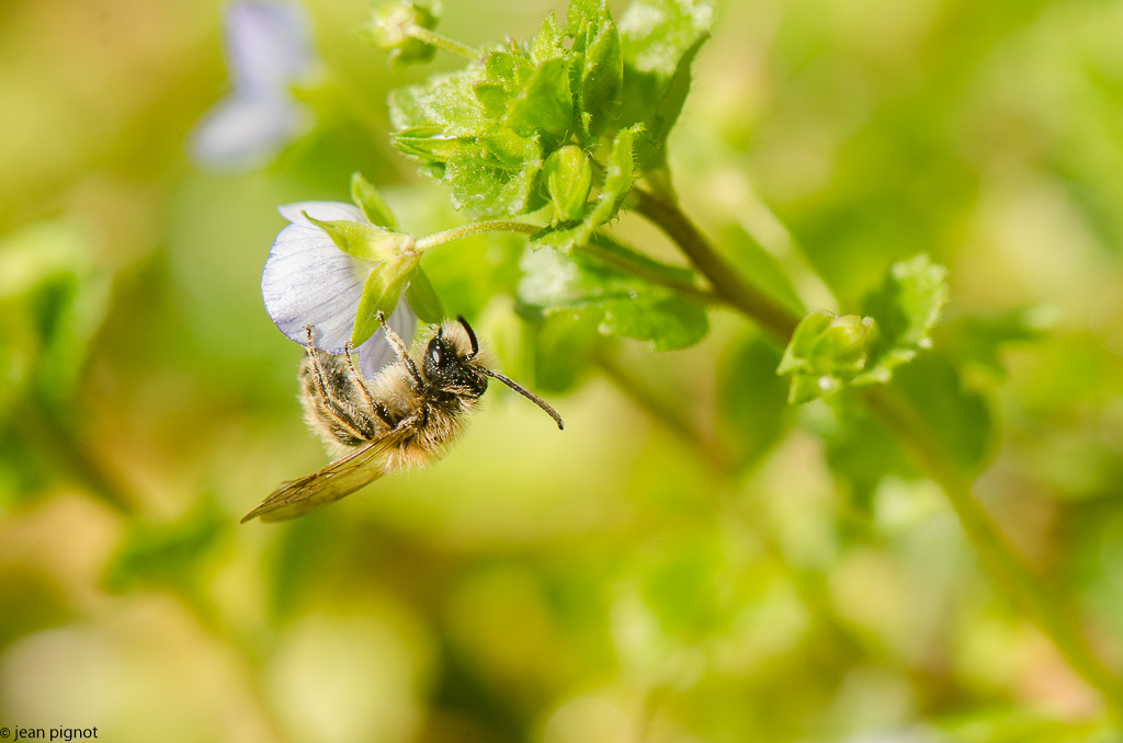 abeille concour-2.jpg