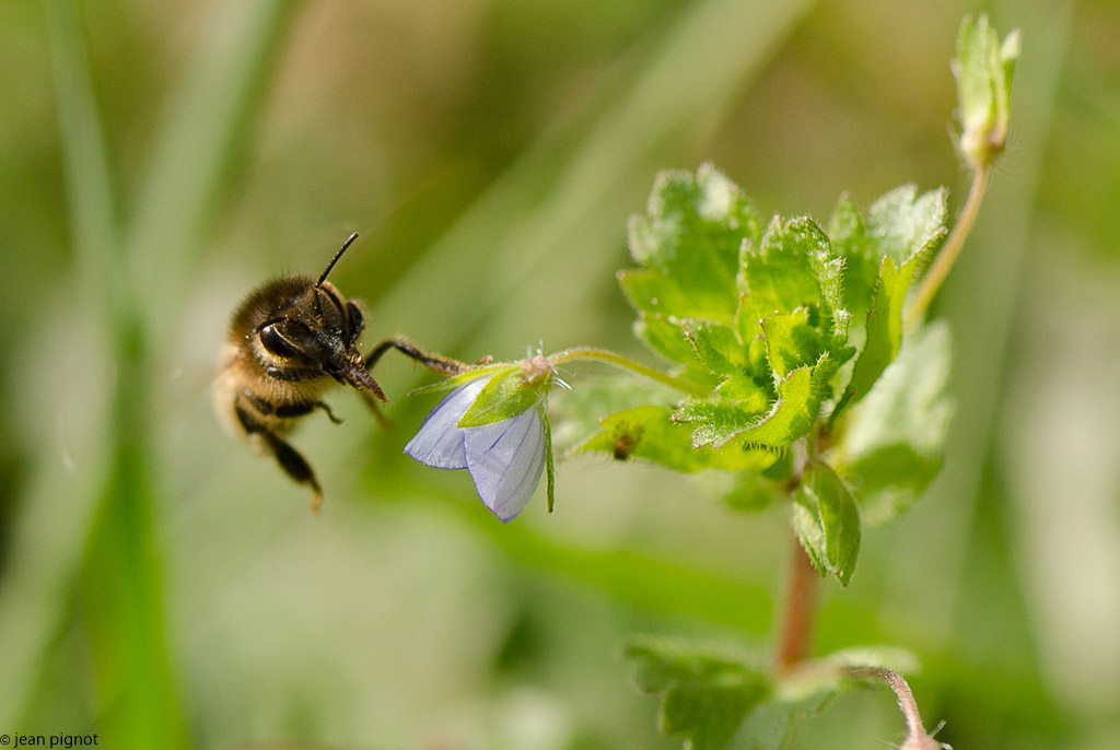 abeille concour-3.jpg