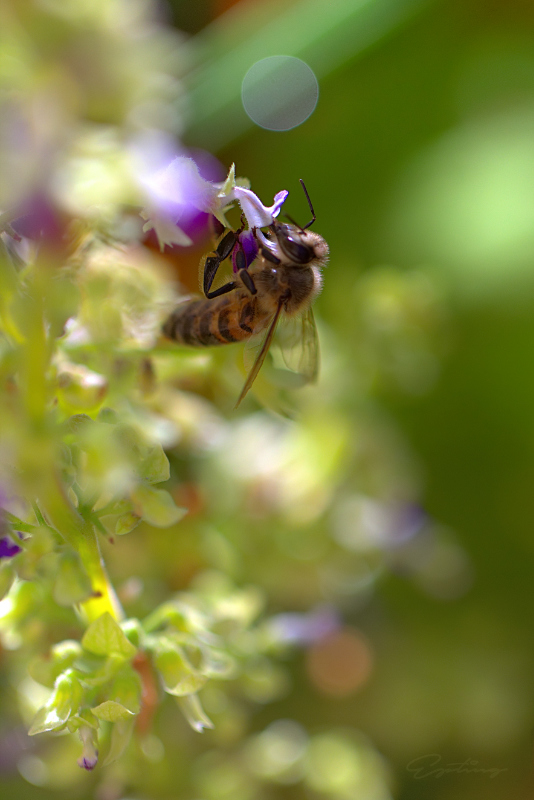 Abeille lumiere light.jpg