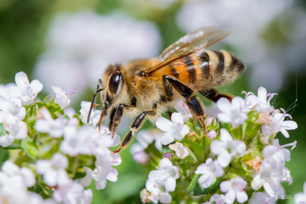 Abeille Collète commune qui butine light.jpg