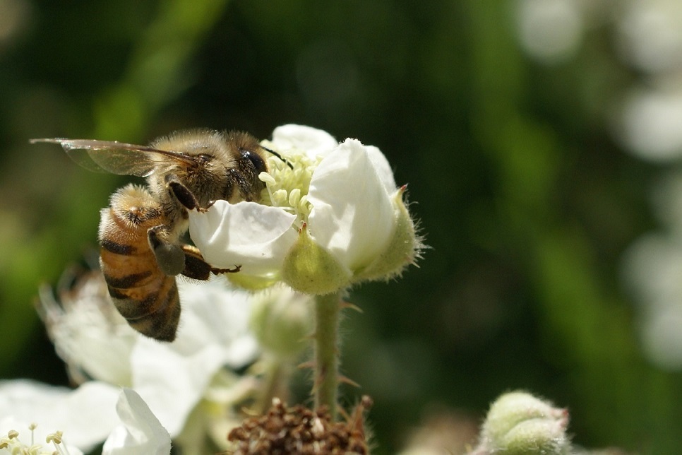 abeille sur ronce.JPG