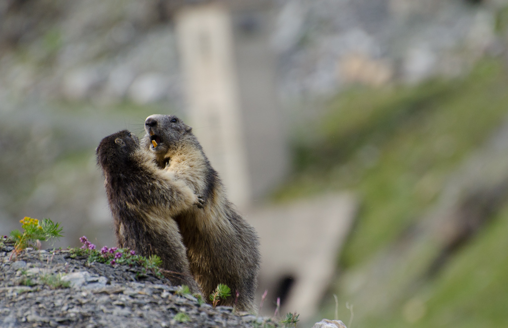 Marmotte_5.jpg