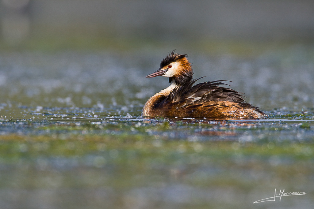 forum I et N netté reportage grebe huppé forum I et N 2012-05 grèbe huppé52.jpg