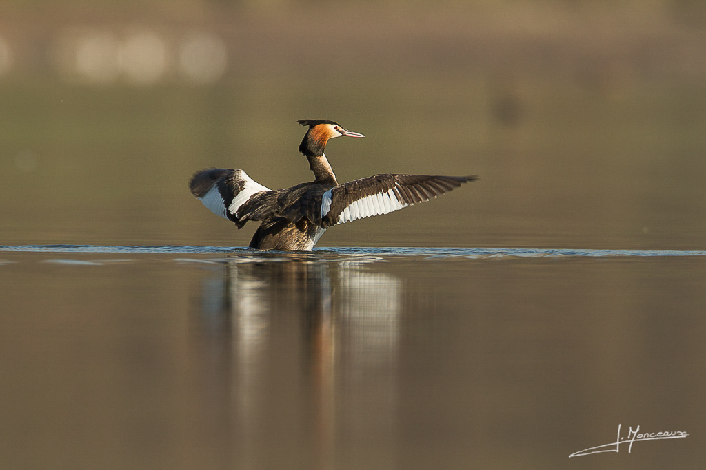 forum I et N netté forum I et N 2014-03 grebe huppé006.jpg