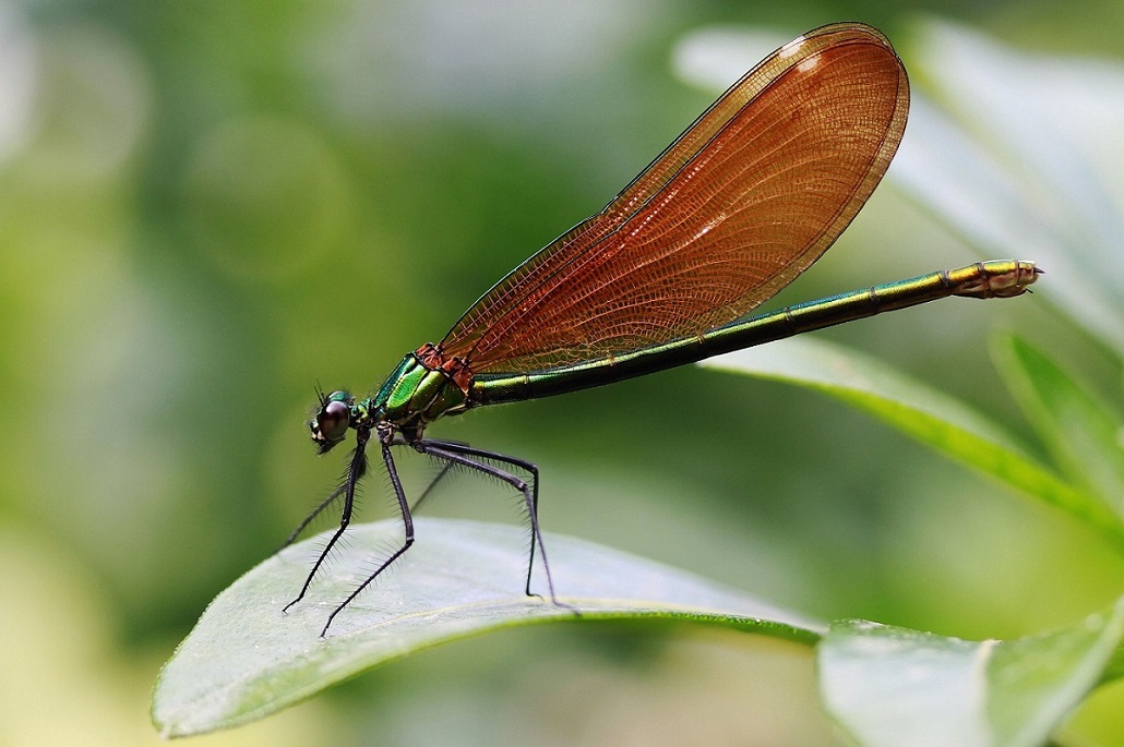 Calopteryx-DEF.jpg