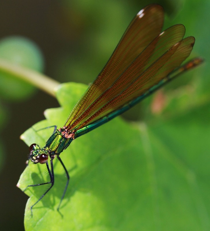 Calopteryx-essai II-DEF.jpg