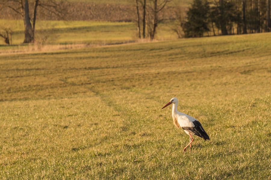 Cigogne02.jpg