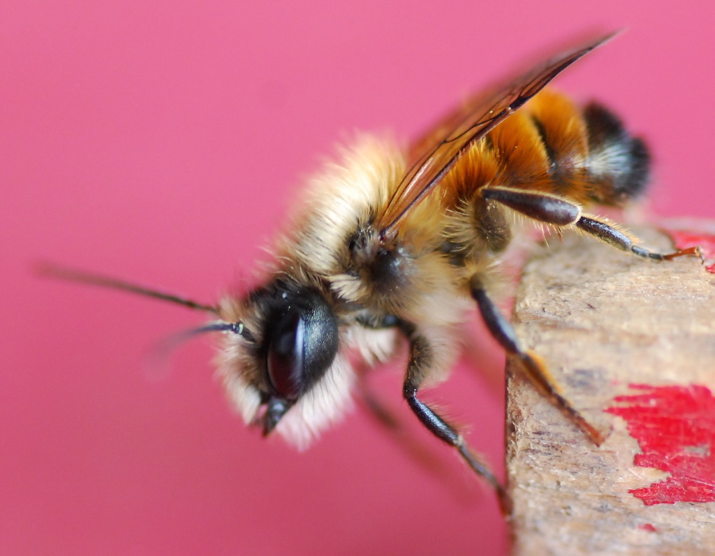 l'abeille charpentiere et le crayon.jpg