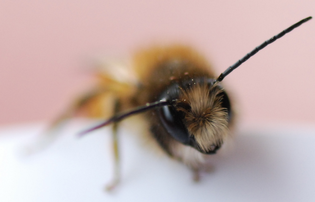 portrait d'une abeille charpentière.JPG