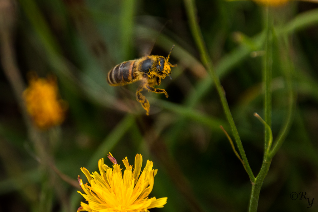 abeille2.jpg