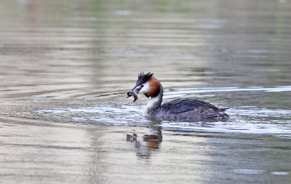 grebe peche 1_modifié-1.jpg