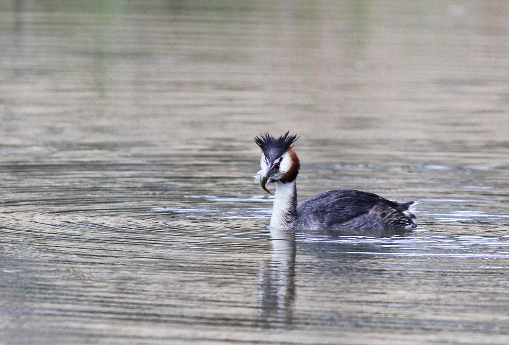 grebe peche 2_modifié-1.jpg