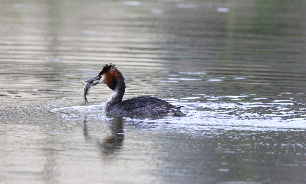 grebe peche 3_modifié-1.jpg